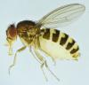 Drosophila hydei